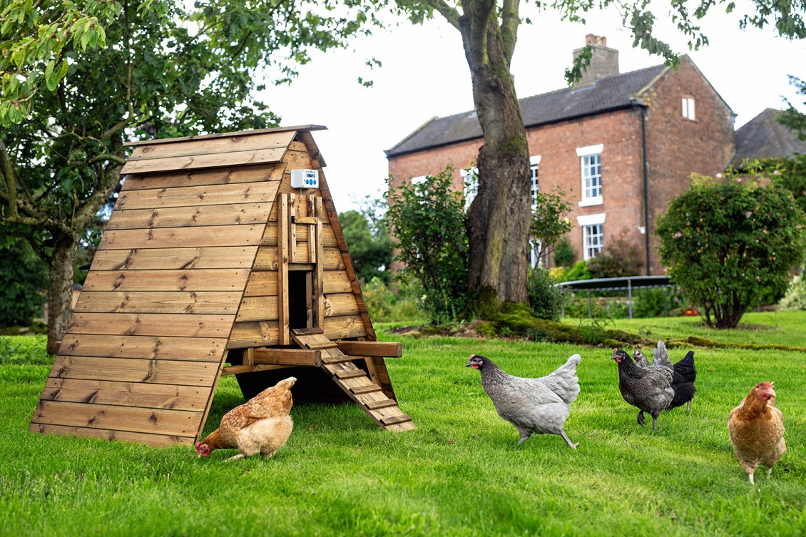 Midi dingle – Excellent starter chicken house, coop with no run, raised house area