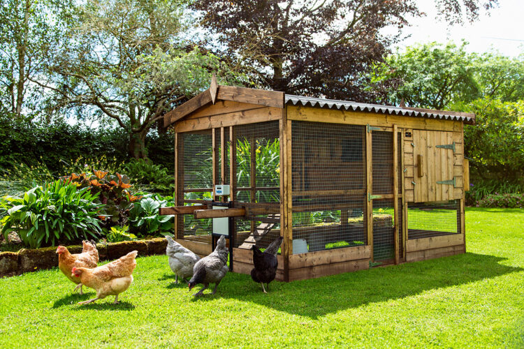 The Thicket Chicken Coop and run. The wire is bird proof and the run is covered