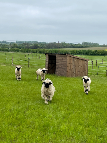 Wooden Shelter for Sheep