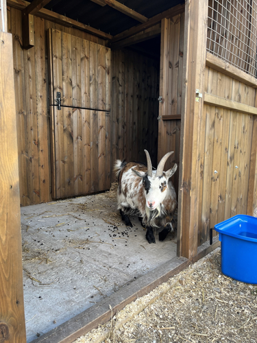Wooden shelter for goats